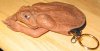 toad.jpg