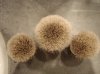 3 top bloom.jpg 3 top bloom.jpg